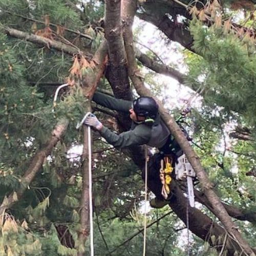 Tree Trimming Flushing, MI