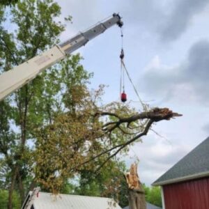 Emergency Tree Services In Flushing MI