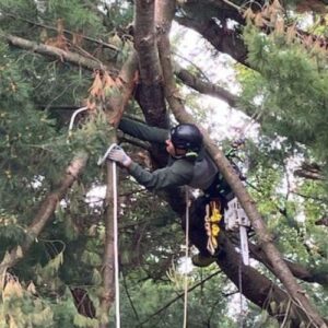 Professional Tree Services in Flushing MI